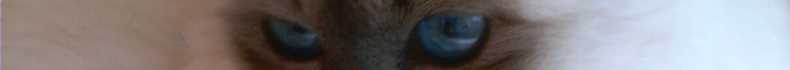 bandeauyeux.jpg (3206 bytes)